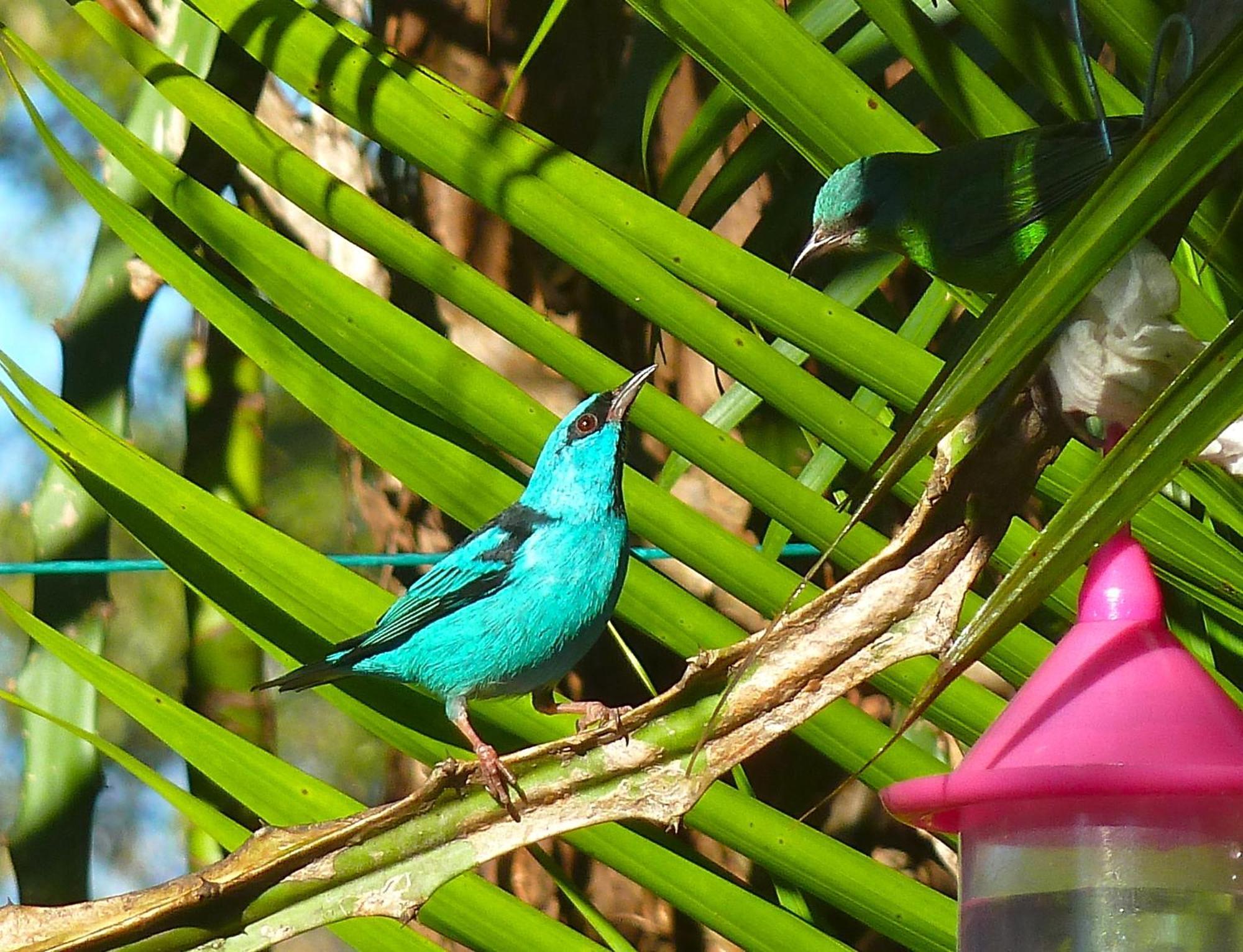 El Refugio Hotel Foz do Iguaçu Kültér fotó